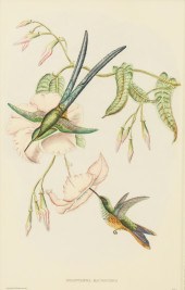 JOHN GOULD, SCISSOR TAILED HUM
