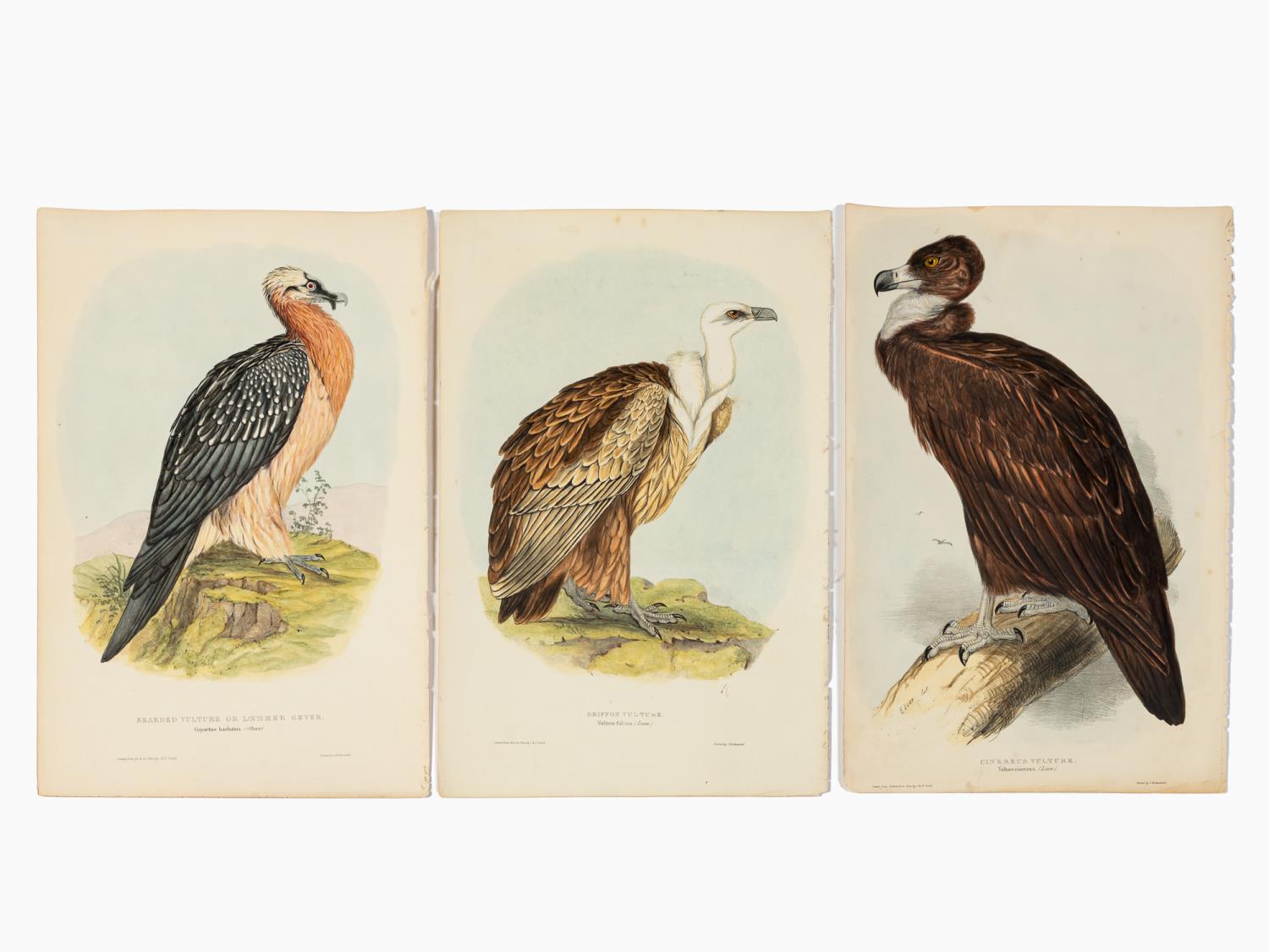 JOHN GOULD, THREE VULTURE