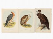 JOHN GOULD, THREE VULTURE LITH