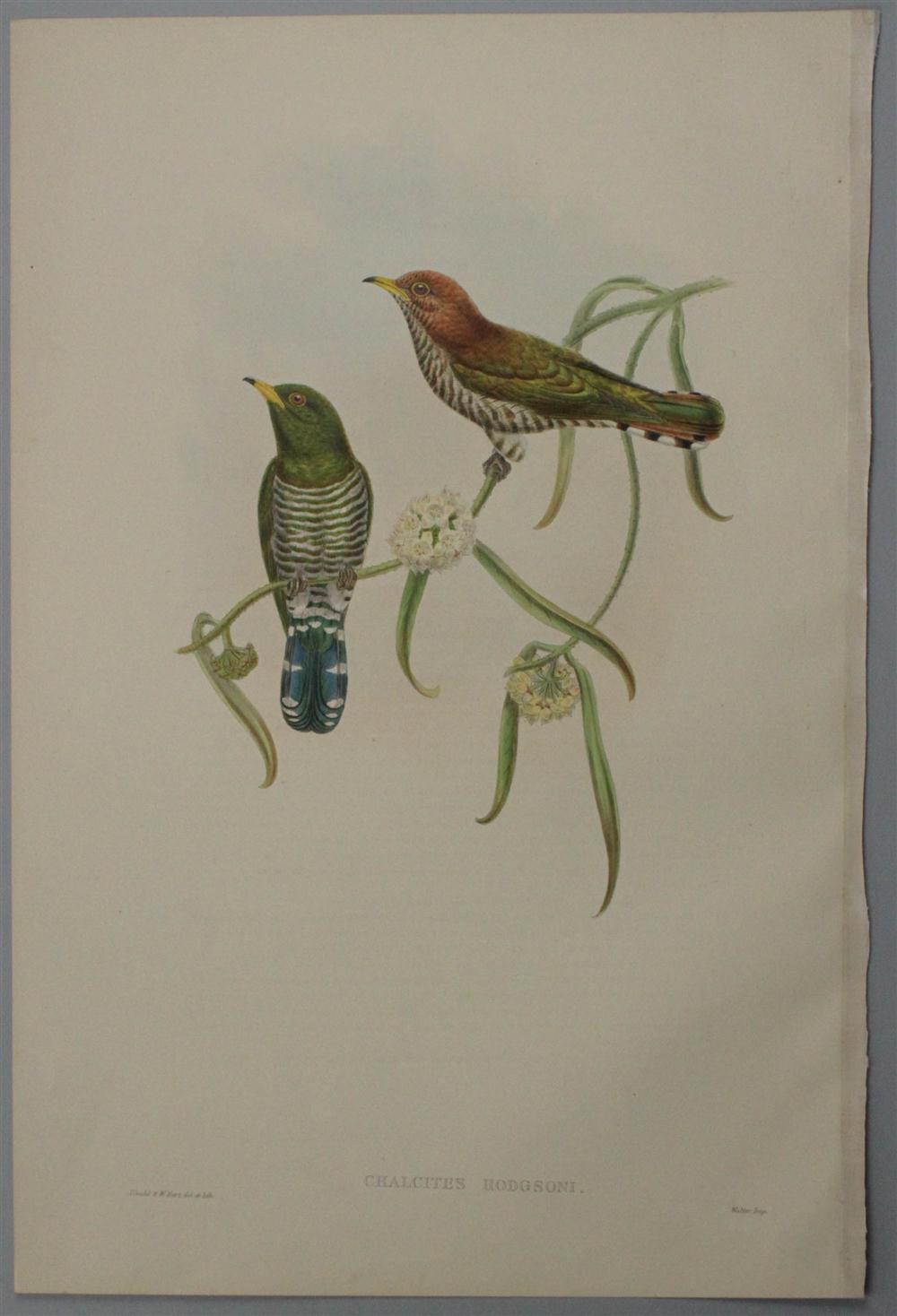 JOHN GOULD & W HART (1804-1881)