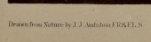 JOHN J. AUDUBON, BIEN EDITION,