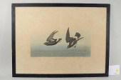 JOHN J. AUDUBON "LEAST STORMY