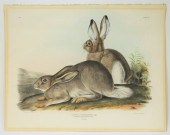 JOHN J. AUDUBON ROCKY MOUNTAIN