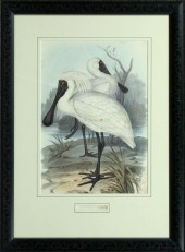 John J. Gould (British, 1801-1