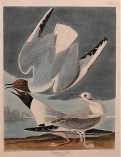 JOHN JAMES AUDUBON (1785 - 185