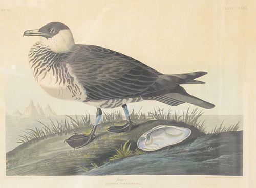 JOHN JAMES AUDUBON (1785 - 1851)