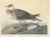 JOHN JAMES AUDUBON (1785 - 185
