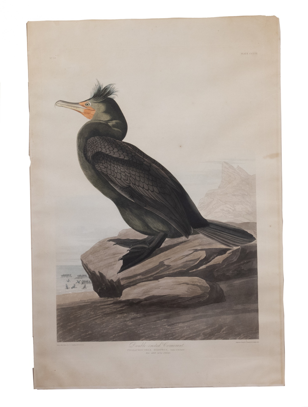 JOHN JAMES AUDUBON (1785-1851)
