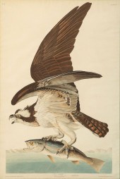 JOHN JAMES AUDUBON (1785-1851)