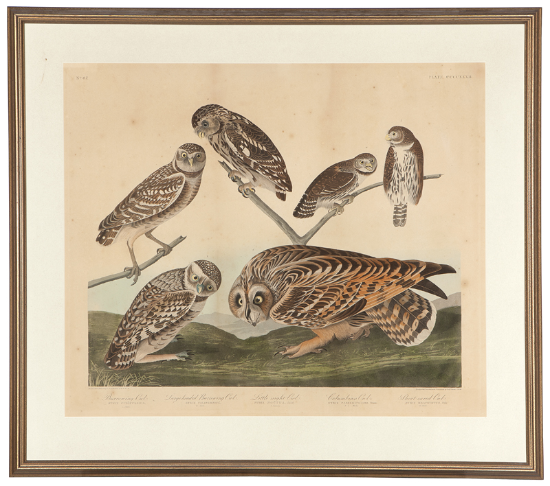 John James Audubon (1785-1851 New
