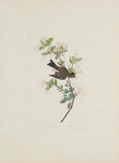 JOHN JAMES AUDUBON, (1785-1851