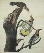 JOHN JAMES AUDUBON (1785-1851)