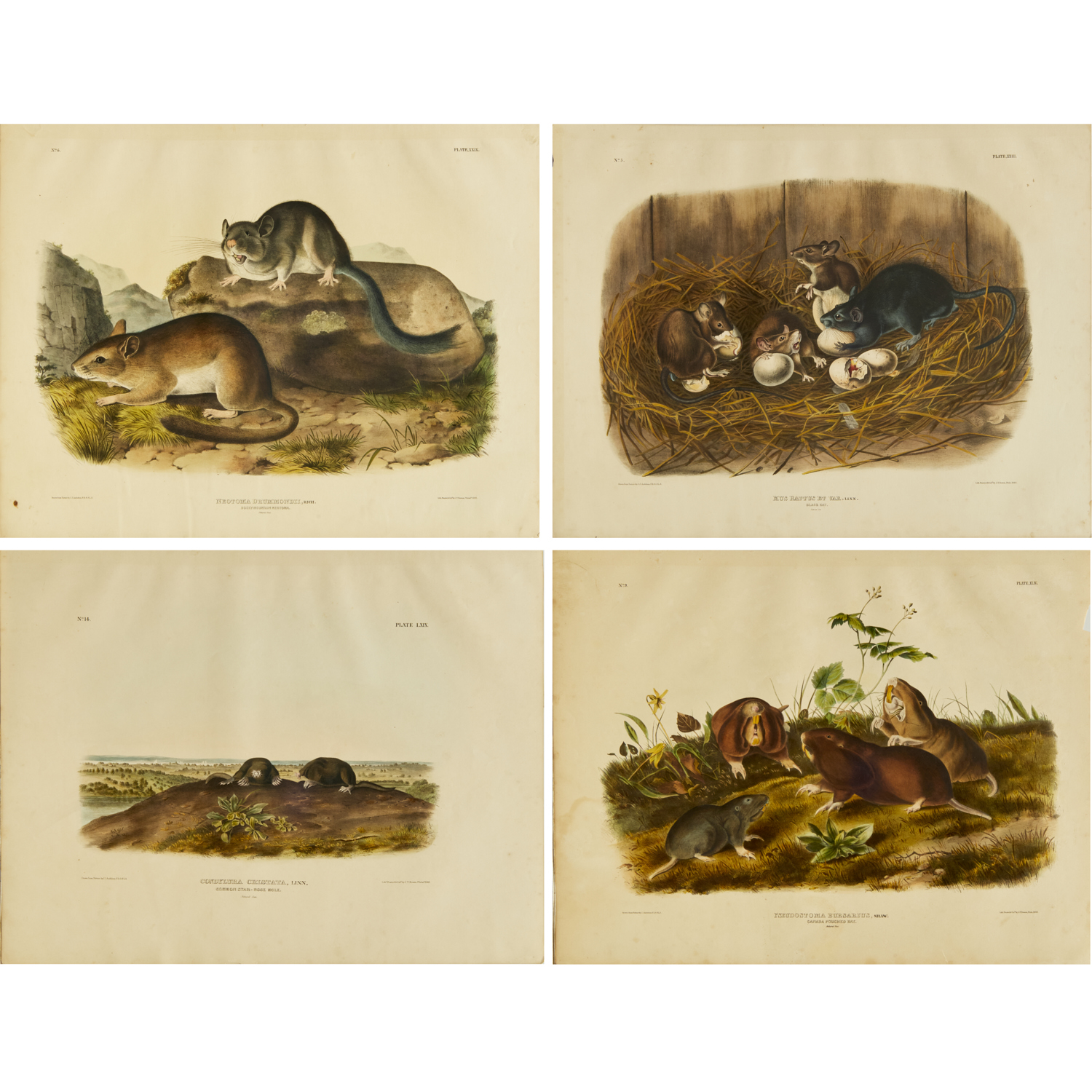 JOHN JAMES AUDUBON, (4)