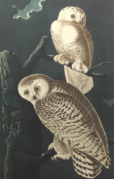 JOHN JAMES AUDUBON (AMERICAN,