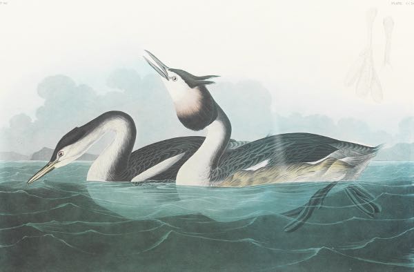 JOHN JAMES AUDUBON (AMERICAN,