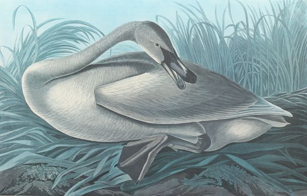 JOHN JAMES AUDUBON (AMERICAN,