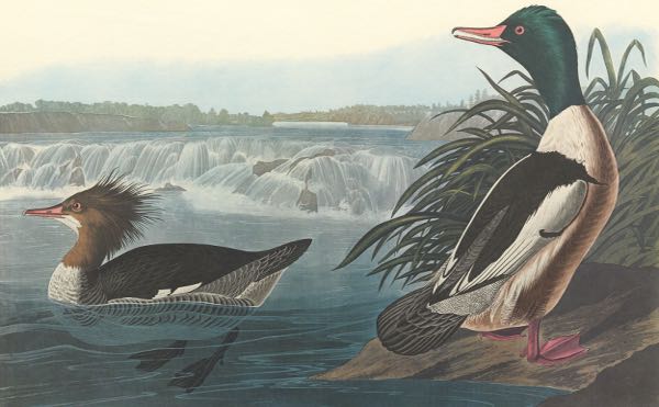JOHN JAMES AUDUBON (AMERICAN,
