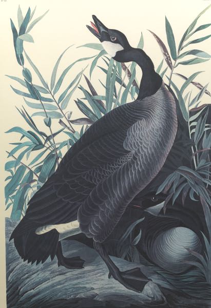 JOHN JAMES AUDUBON (AMERICAN,