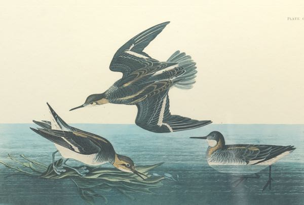 JOHN JAMES AUDUBON (AMERICAN,