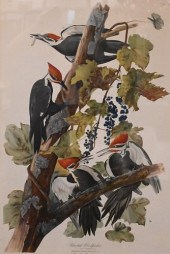 JOHN JAMES AUDUBON (AMERICAN,
