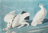 JOHN JAMES AUDUBON (AMERICAN,