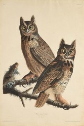 JOHN JAMES AUDUBON (AMERICAN 1