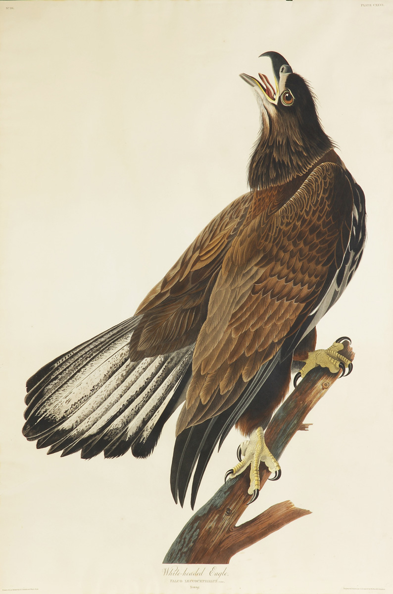 John James Audubon (American