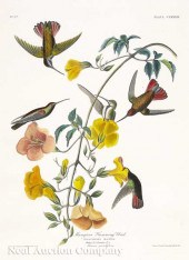 John James Audubon (American 1