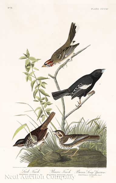John James Audubon (American