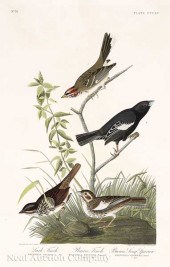 John James Audubon (American 1