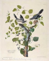 John James Audubon (American 1