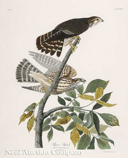 John James Audubon (American