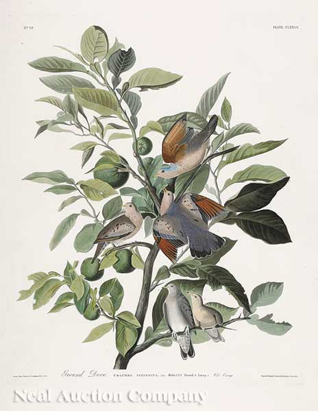 John James Audubon (American