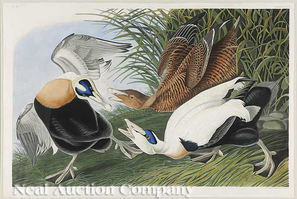 John James Audubon (American