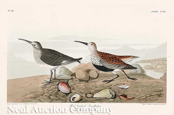 John James Audubon (American