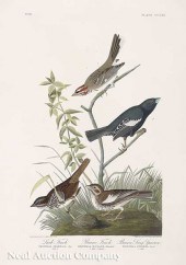 John James Audubon (American 1