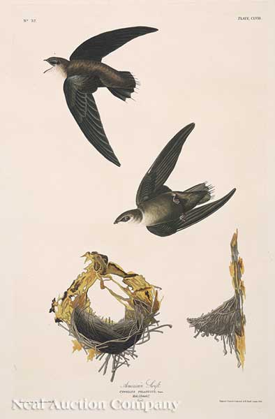 John James Audubon (American