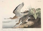 John James Audubon (American 1