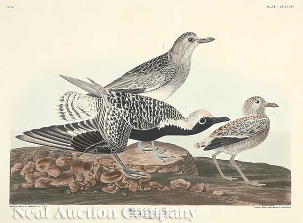 John James Audubon (American