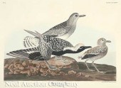 John James Audubon (American 1