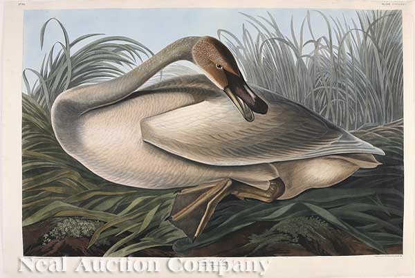 John James Audubon (American