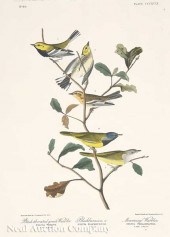 John James Audubon (American 1