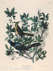 John James Audubon (American 1
