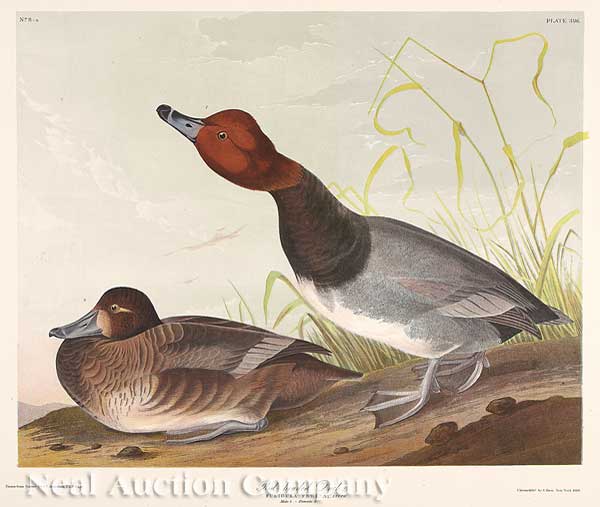 John James Audubon (American