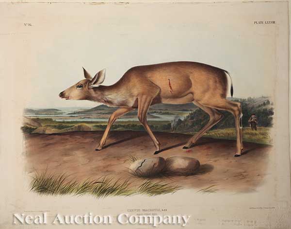 John James Audubon (American