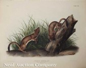 John James Audubon (American 1