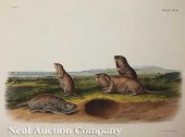 John James Audubon (American 1