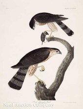 John James Audubon (American 1