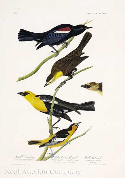 John James Audubon (American
