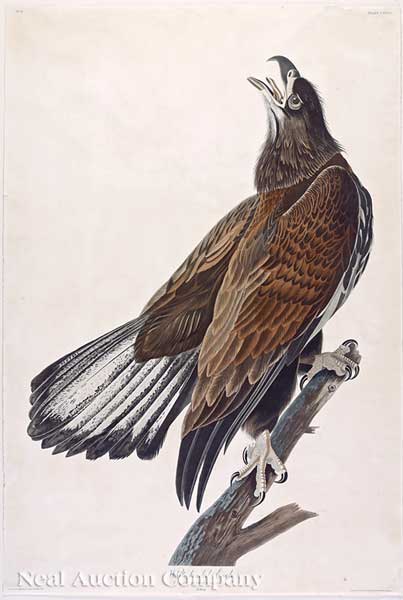 John James Audubon (American